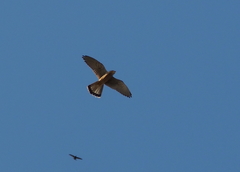 Falco tinnunculus