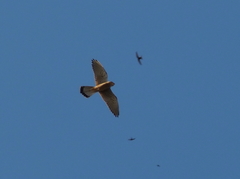 Falco tinnunculus