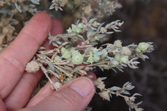 Atriplex leucophylla