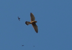 Falco tinnunculus