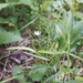 Long-leaved Starwort - Photo (c) Blake Weis, some rights reserved (CC BY-NC), uploaded by Blake Weis