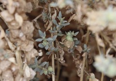 Atriplex leucophylla