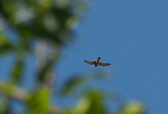 Falco tinnunculus