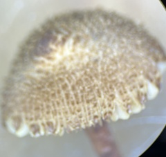 Inocybe calospora