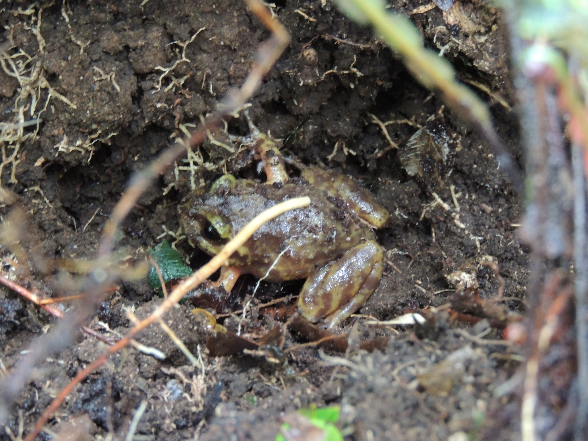 Eupsophus emiliopugini Formas, 1989