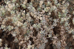 Atriplex leucophylla
