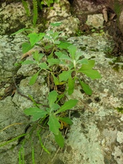 Arabis caucasica