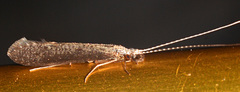 Leptocerus americanus