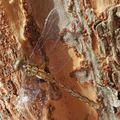 Neurocordulia yamaskanensis