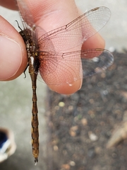 Neurocordulia yamaskanensis