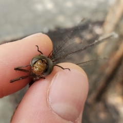 Neurocordulia yamaskanensis