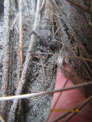 Porrhothele antipodiana