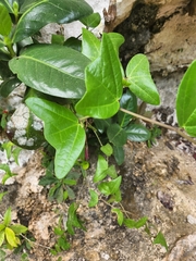 Passiflora calcicola