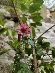 Passiflora calcicola