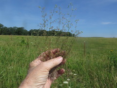 Galium anglicum