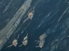 Coleura afra