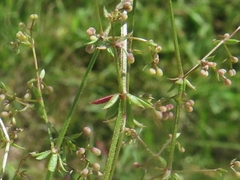 Galium anglicum