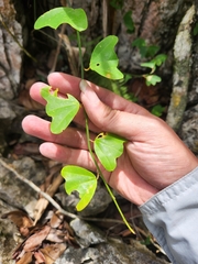 Passiflora calcicola