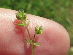 Galium anglicum