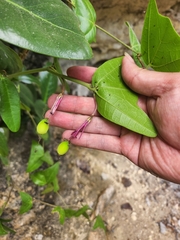 Passiflora calcicola