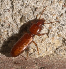 Clivina planicollis