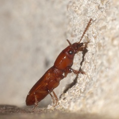 Clivina planicollis