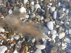 Leucothea multicornis