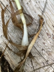 Melica subulata