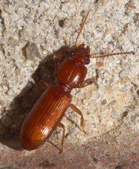 Clivina planicollis
