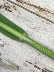 Melica subulata