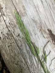 Melica subulata