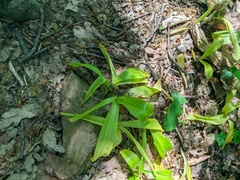 Colchicum umbrosum