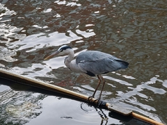 Ardea cinerea