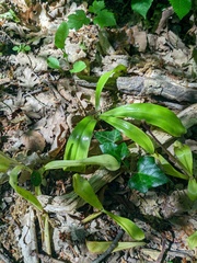 Colchicum umbrosum