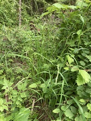 Melica subulata