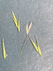 Melica subulata