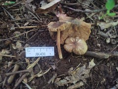 Pseudosperma notodryinum