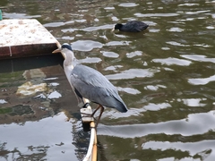 Ardea cinerea