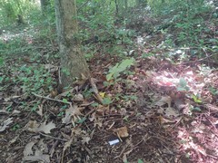 Pseudosperma notodryinum