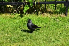 Corvus monedula