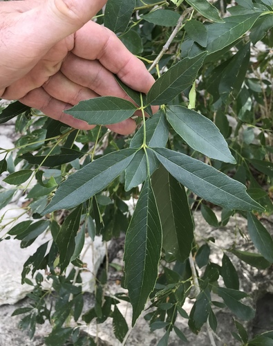 Fraxinus berlandieriana