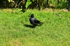 Corvus monedula