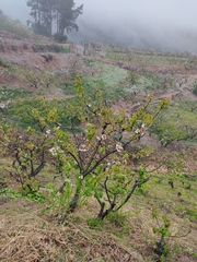 Prunus