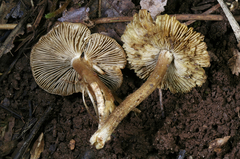 Pseudosperma notodryinum
