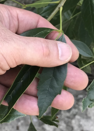 Fraxinus berlandieriana