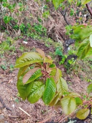 Prunus