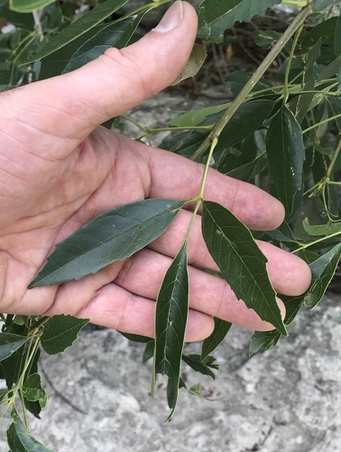 Fraxinus berlandieriana