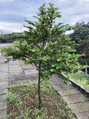 Pentaphylacaceae