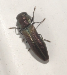 Agrilaxia flavimana