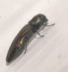 Agrilaxia flavimana